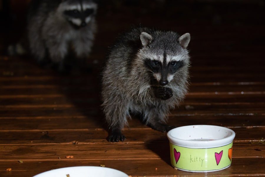 Young Raccoon Standing On Two Feet Drinking From The Kitty Bowl At Night. Second Raccoon Blurred In The Background.