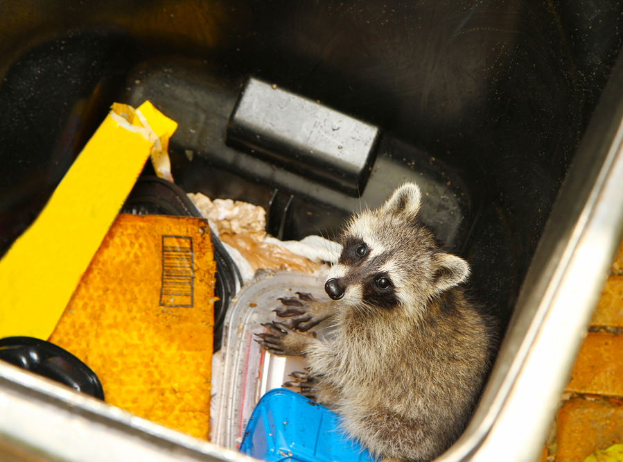 Young Raccoon Stuck Garbage Container