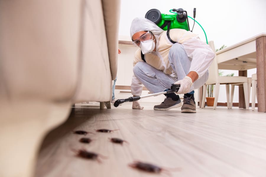 10 Expectations After An Exterminator Sprays For Roaches