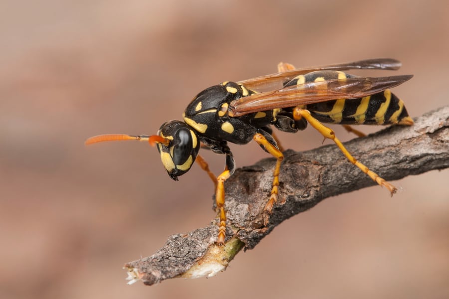 3 Ways To Discourage Wasps From Returning