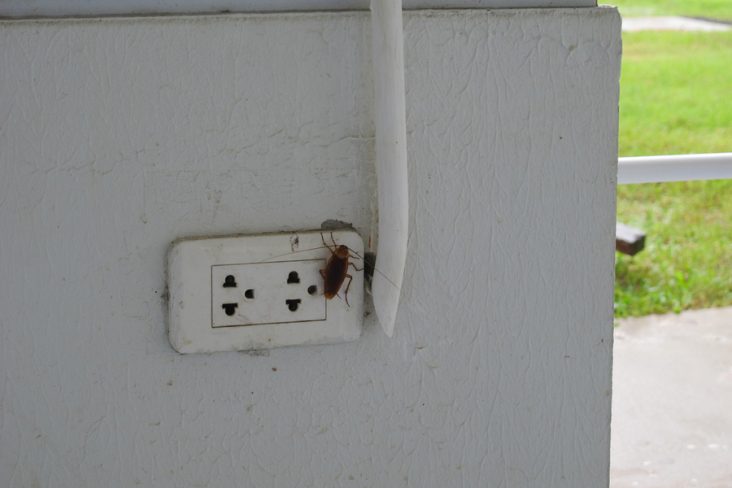 How To Get Roaches Out Of Electrical Outlets BeatPests   3 Ways To Get Rid Of Roaches From Power Sockets 732x488 