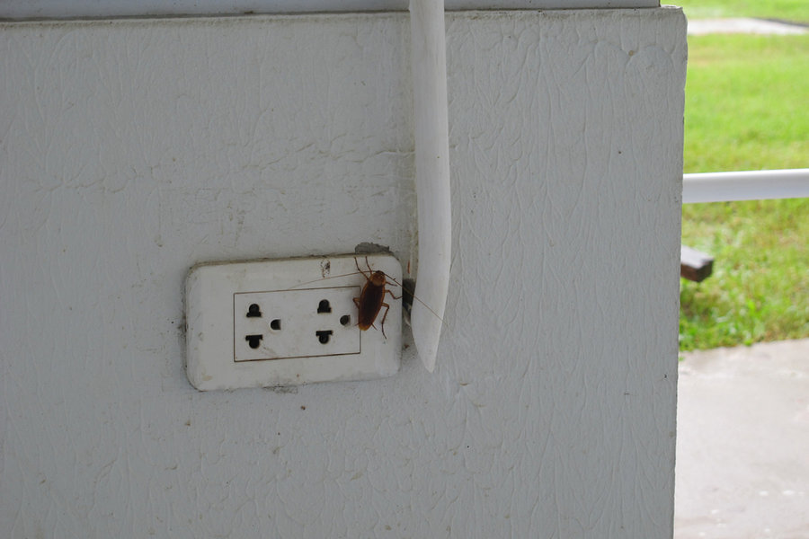 3 Ways To Get Rid Of Roaches From Power Sockets