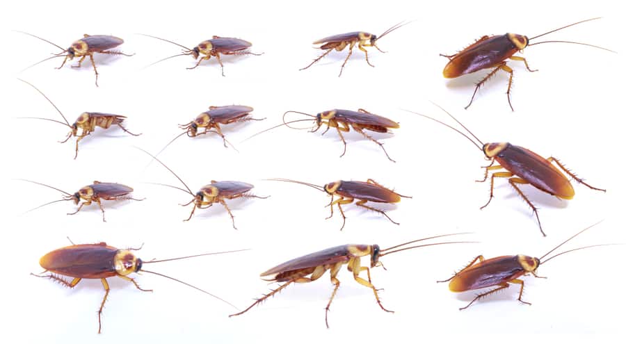 4 Reasons Why There Are So Many Roaches In Florida