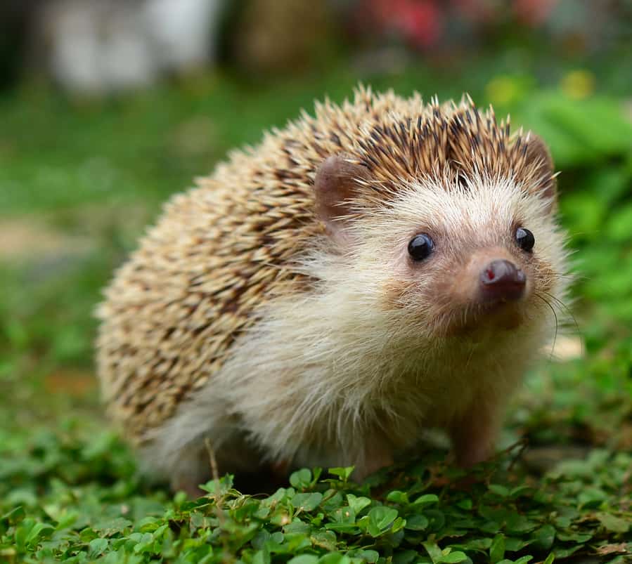8 Ways To Rid Of Hedgehogs