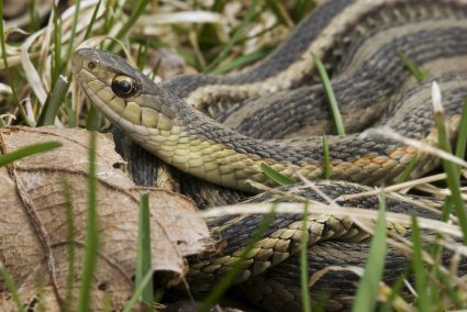 A Closeup Of A Common Garter Snake In A Yard