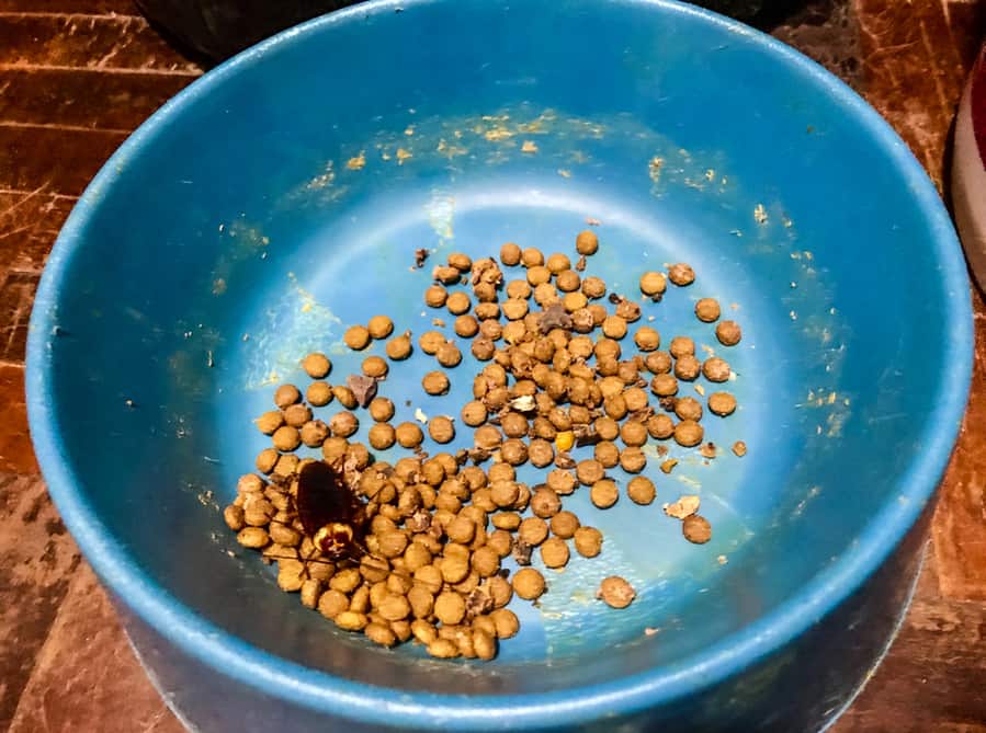 A Cockroach Is Eating The Remaining Dog Food In The Dark Blue Bowl On Old Wooden Background.
