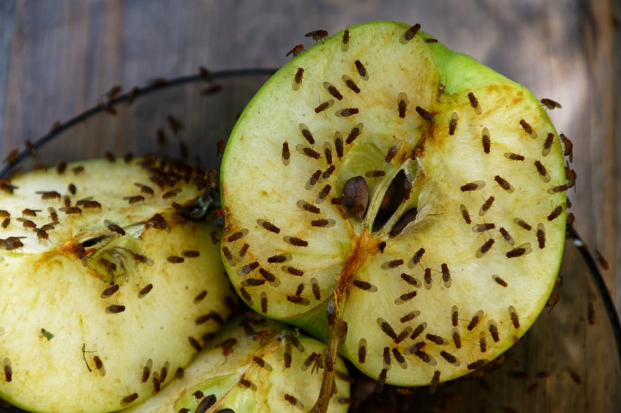 A Cut Apple Has Attracted Fruit Flies To Feed On It