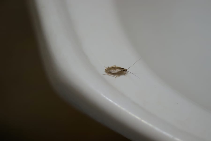 A German Roach On The Wash Basin