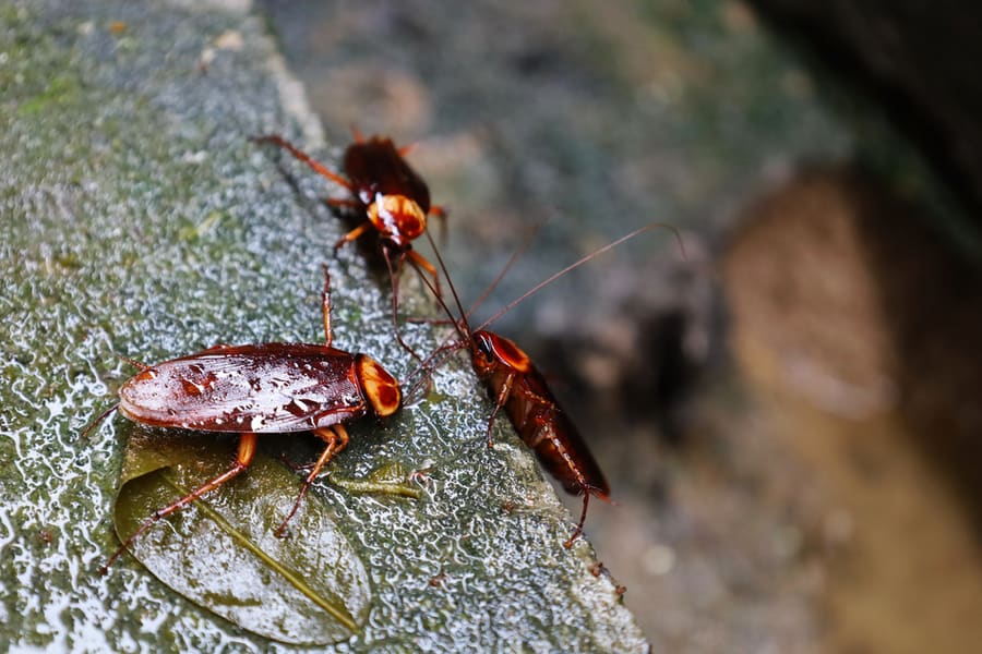 A Group Of Disease-Carrying Cockroaches Are Feeding On Food Scraps On Wet And Dirty Plaster.