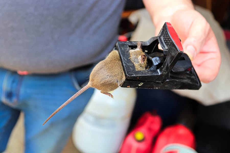 A Hand Holding A Trap With A Dead Mouse