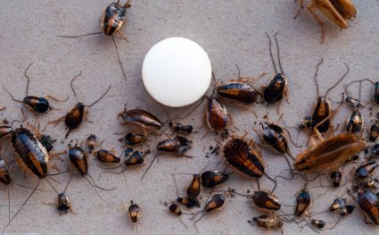 A Large Number Of Dead Cockroaches Around A Roach Tablet.