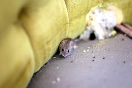 A Little Grey House Mouse Is Sitting By Its Nest
