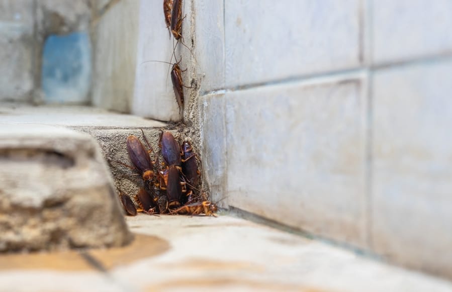 A Low, Close-Up View, A Colony Of Cockroaches Lives Above A Pipe Hole Near A Concrete Tiled Wall In An Old Bathroom That Has Been Stained In A Rural Thai House.