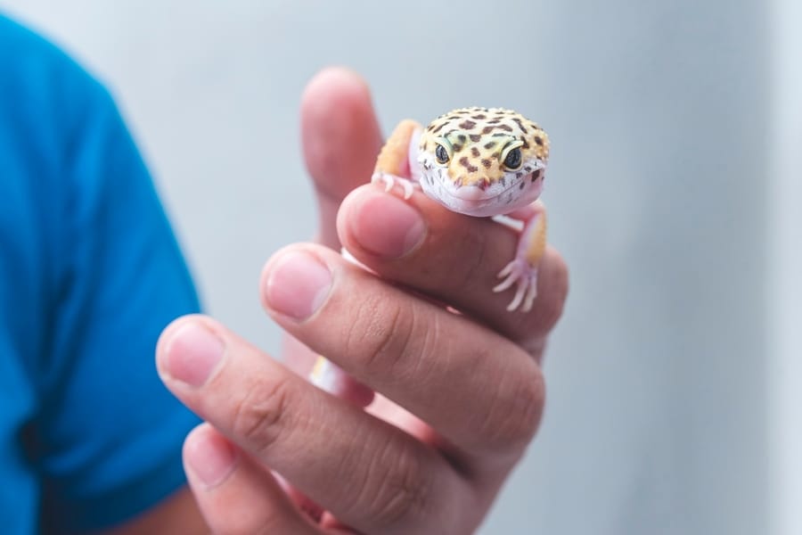 A Man Holds A Friendly Juvenile Leopard Gecko