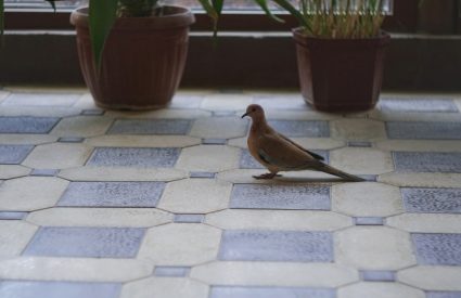 A Pigeon That Entered The House