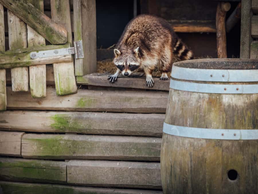 A Raccoon Breaking In To A Hen House