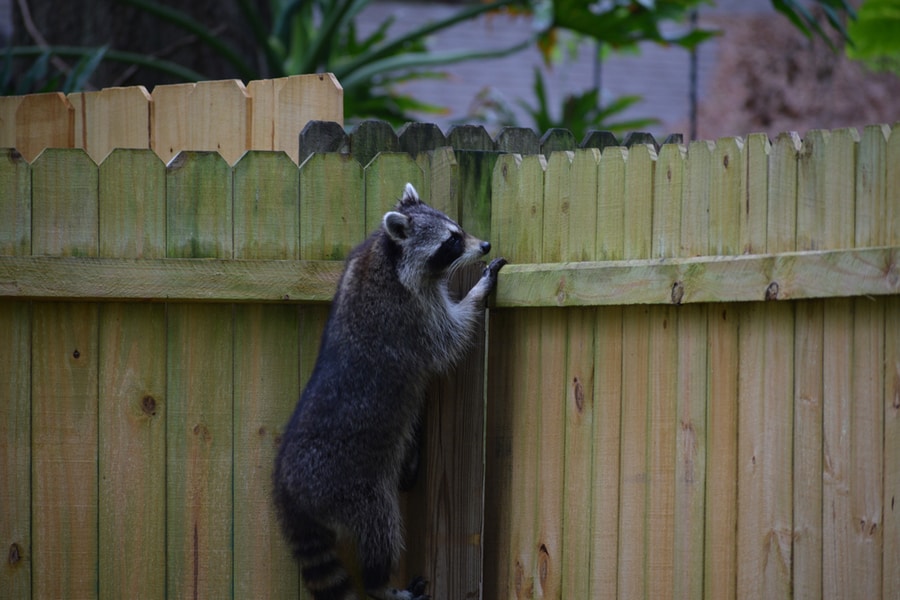 A Raccoon Climbs A Backyard Fence.