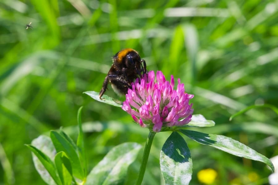 A Red Clover And Bee