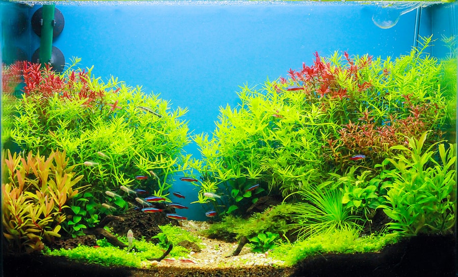 Adding Plants Or Decorations Into Your Tank Adding Plants Or Decorations Into Your Tank