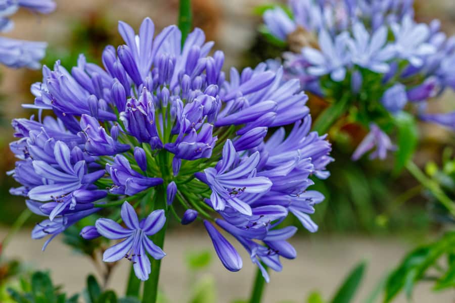 Agapanthus