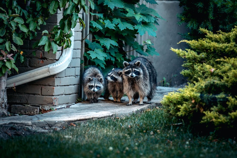 Alternative Ways To Repel Raccoons