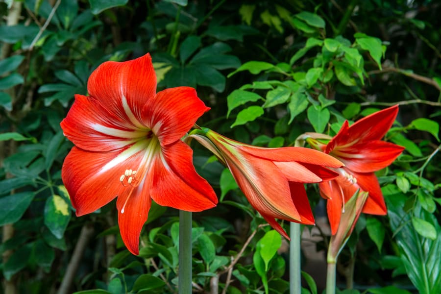 Amaryllis