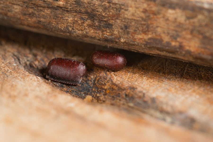 American Roach's Eggs Hidden Under The Wood
