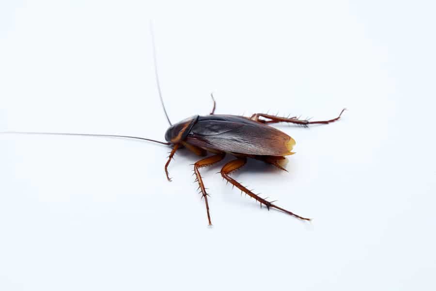An American Roach On A Plain Background