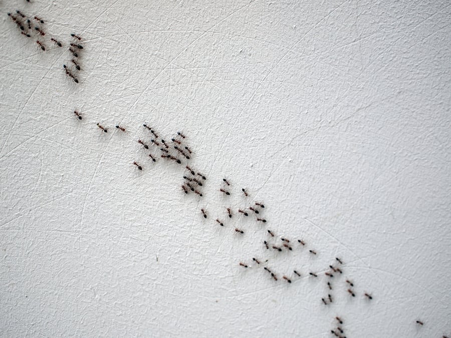 Ants Following Each Other In A Chain