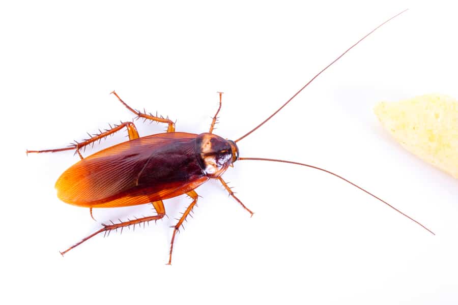 Asian Cockroach
