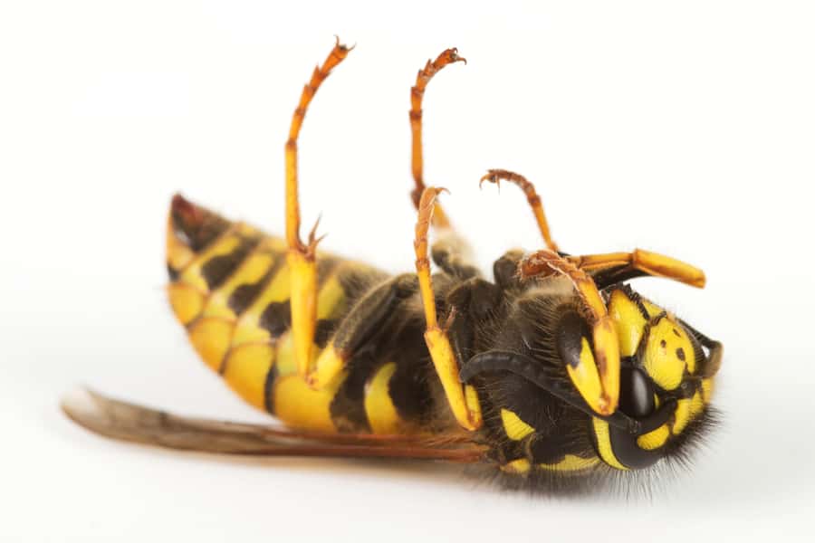 Avoid Swatting Wasps