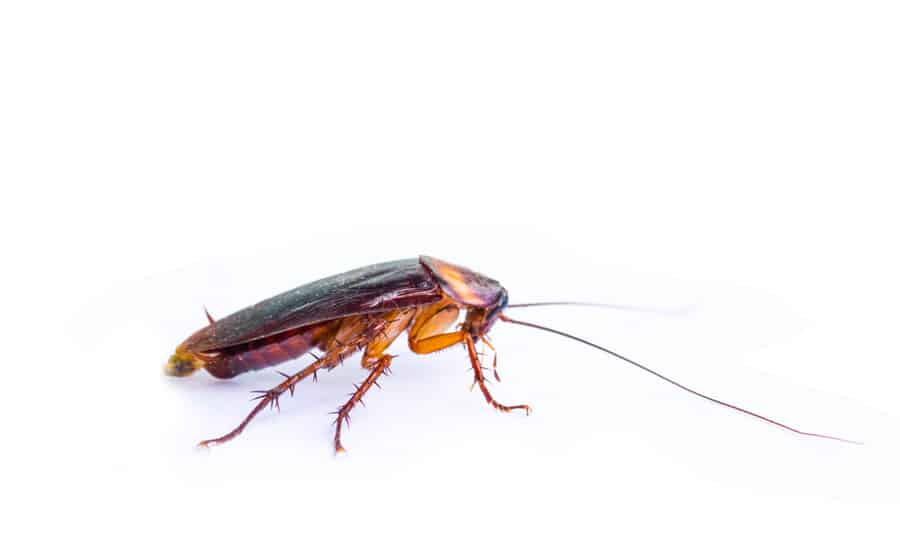 Avoiding Light Is Roaches' Way Of Survival