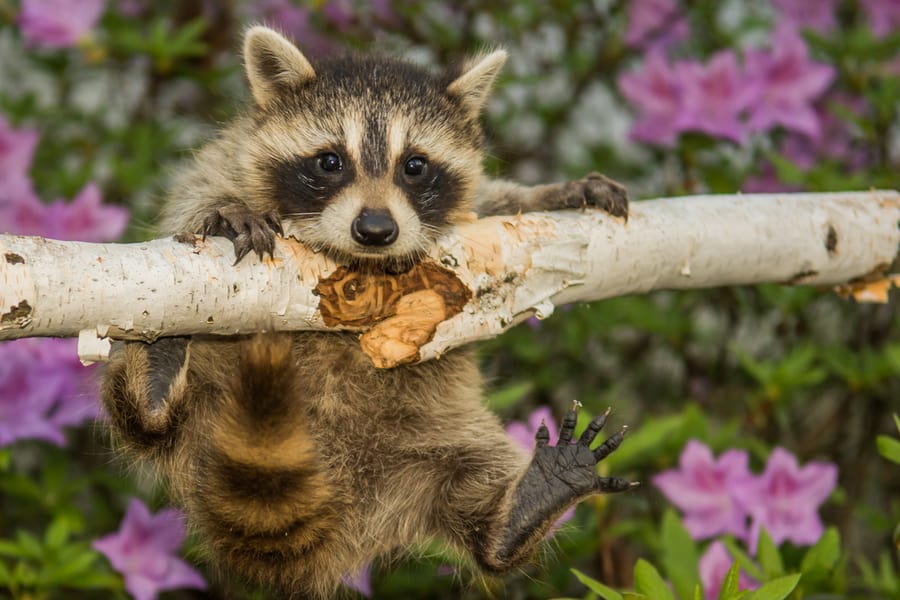 Baby Raccoon On Tree In Yard