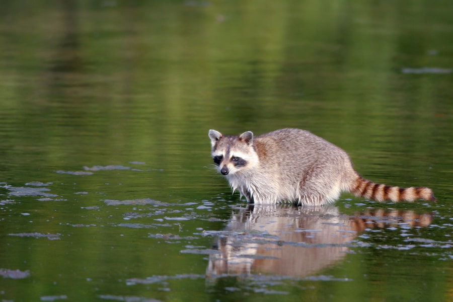 Baby Raccoon Wades In Swamp Water