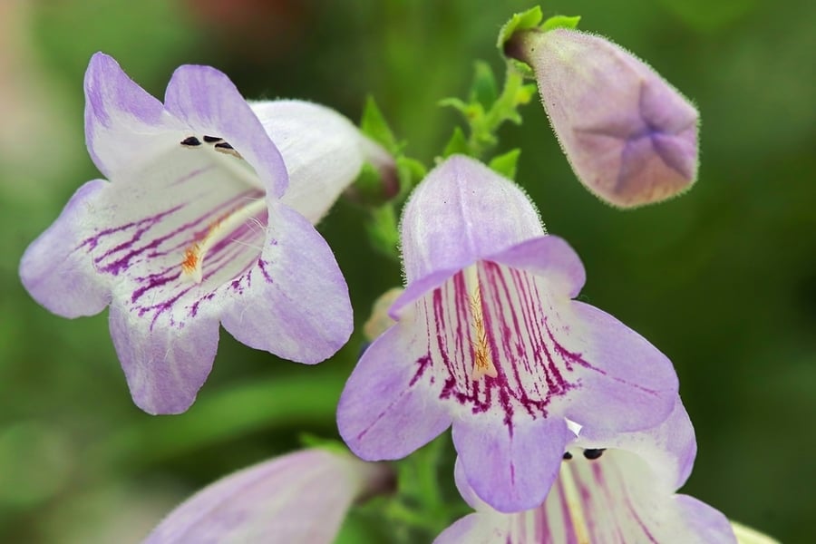 Beard Tongues (Penstemon)