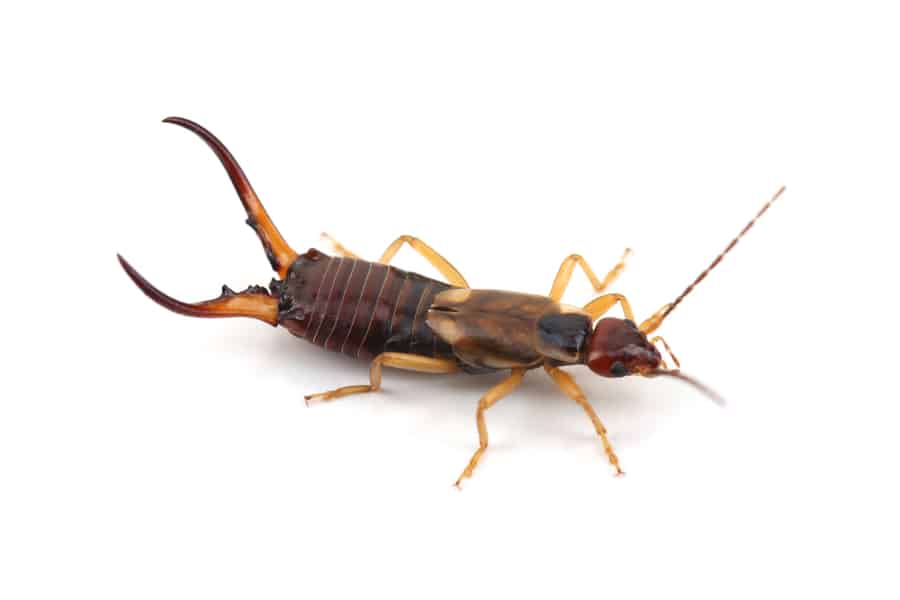 Behavior Of Earwigs