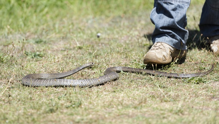 Best Ways To Keep Snakes Away When Camping