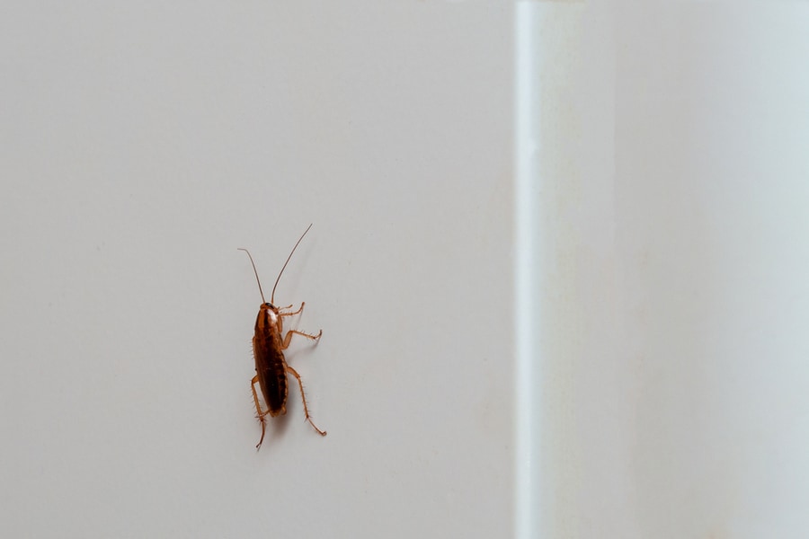 Brown Cockroach Close-Up Crawling Up On A Light Background Of The Refrigerator Wall