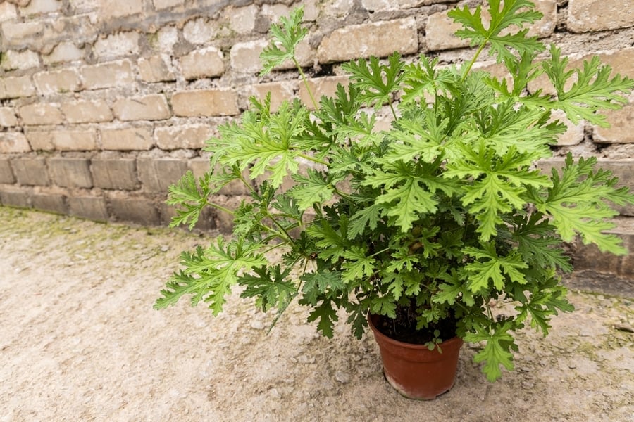 Bug-Repelling Plants