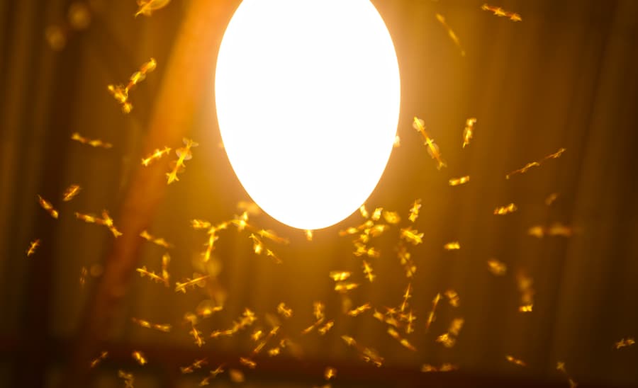 Bugs Find Light Attractive