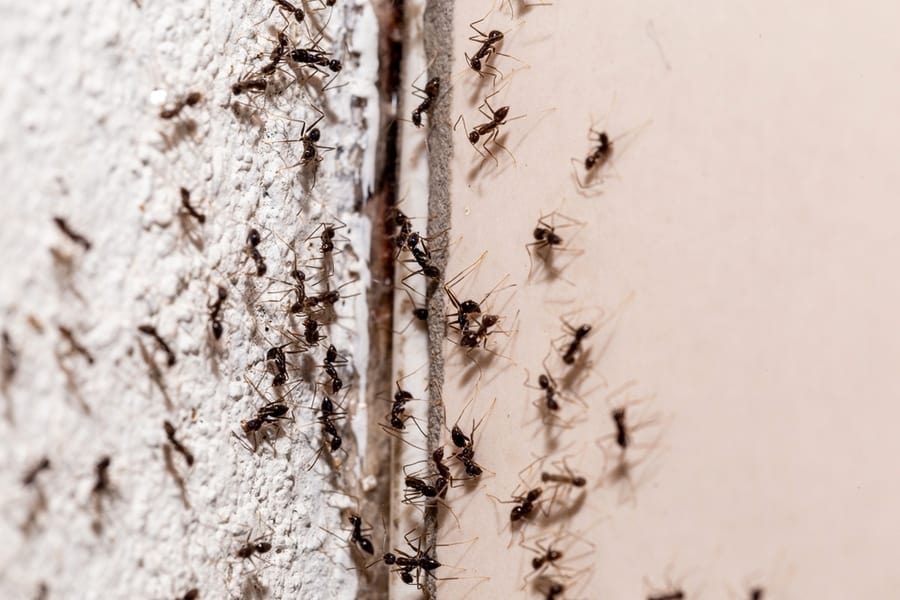 Bugs On The Wall