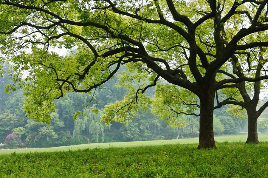 Camphor Tree