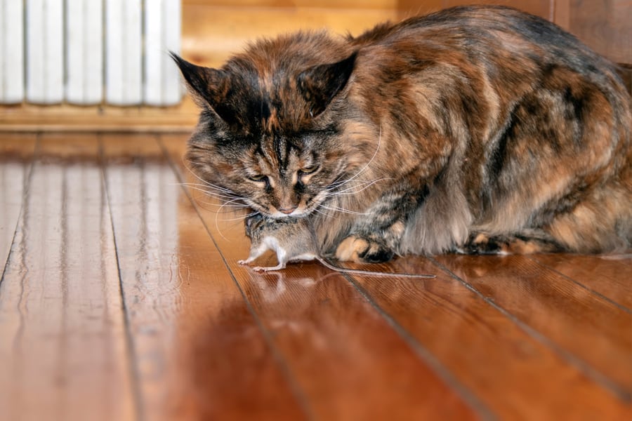 Cat Holding Mice