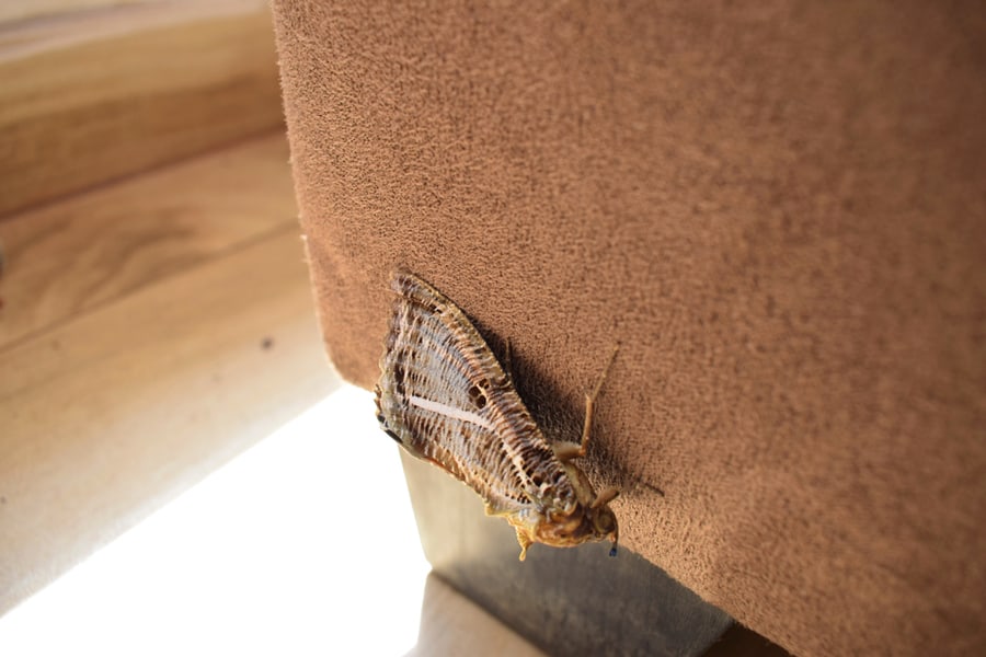 Causes Of Bugs Entering My Room At Night Causes Of Bugs Entering My Room At Night