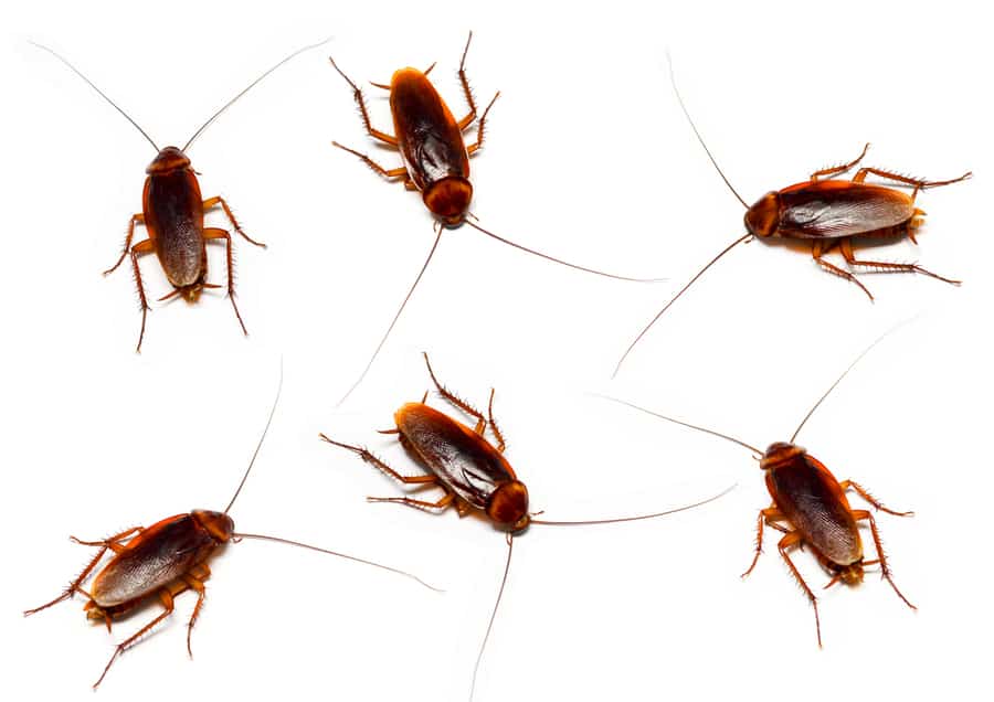 Causes Why Roaches Are Invading Your Garage
