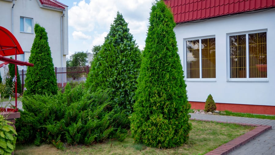 Cedar Trees (Thuja)