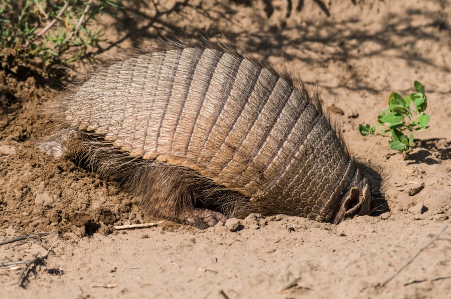 Characteristics Of Armadillo Holes