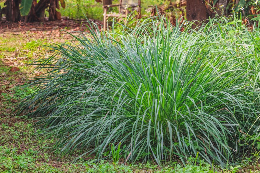 Citronella Grass