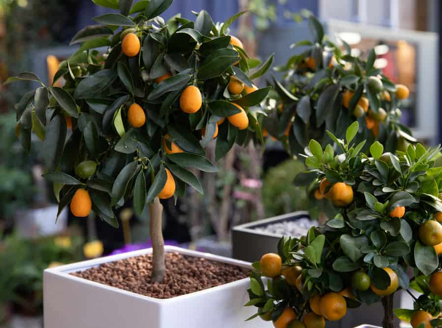 Citrus Plants