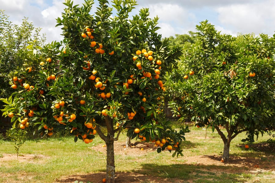 Citrus Trees